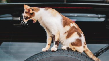 Taylandlı kısa saçlı kedi, şirin desenli. oynak sevimli kedi