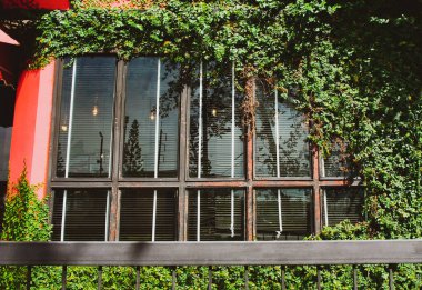 Kahve dükkanının duvarında büyüyen bir ağaç.