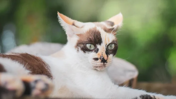 Tailandês Gato Cabelos Curtos Padrão Bonito Brincalhão Bonito Gato — Fotografia de Stock