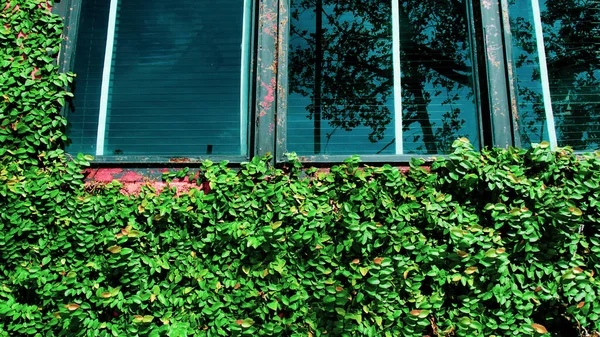 Ein Baum Der Der Gipswand Eines Cafés Wächst — Stockfoto