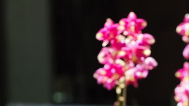 Gyönyörű Virágok Élénk Színekkel Adnak Frissességet — Stock videók