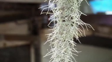 Hermit's mustache or Spanish moss Scientific name: Tillandsia usneoides as a decorative hanger.