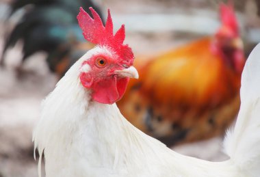 Kırmızı ibikli beyaz bantam 'ın yakın plan fotoğrafı.