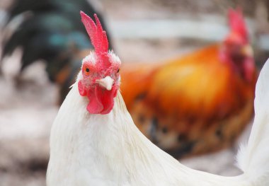 Kırmızı ibikli beyaz bantam 'ın yakın plan fotoğrafı.