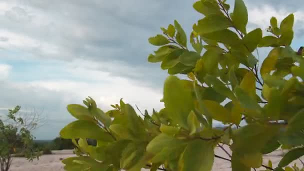 Eucalyptus Δέντρα Στη Φύση Που Ζουν Άνυδρες Περιοχές Και Αναπτύσσονται — Αρχείο Βίντεο