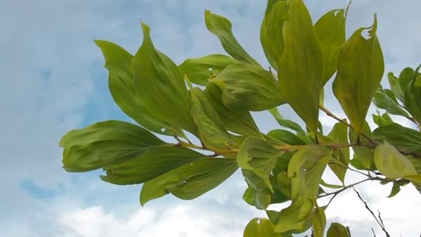 Eucalyptus Δέντρα Στη Φύση Που Ζουν Άνυδρες Περιοχές Και Αναπτύσσονται — Αρχείο Βίντεο