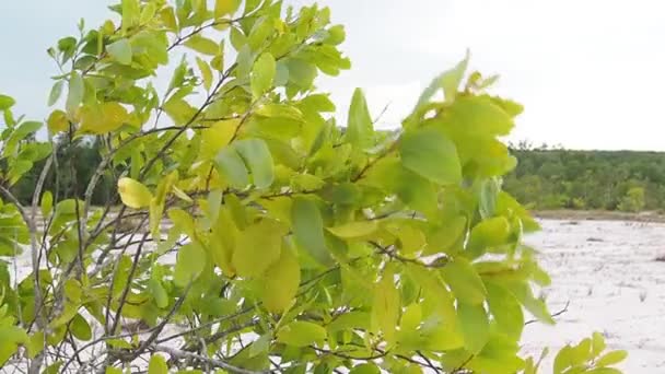 Eukalyptusbäume Der Natur Die Trockenen Gebieten Leben Und Sand Wachsen — Stockvideo