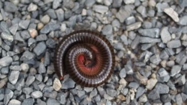 Kırkayaklara yakın, omurgasızlar ailesi 