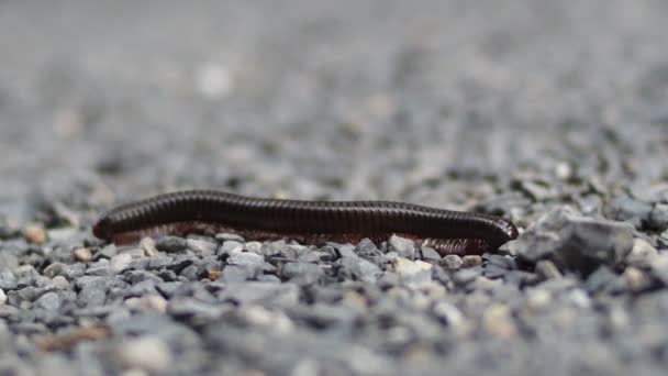 Close Millipede Family Invertebrates — Stock Video