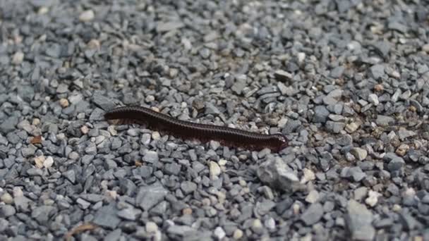 Close Millipede Rodina Bezobratlých — Stock video