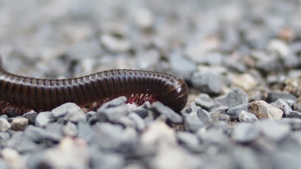 Közel Millipede Család Gerinctelen — Stock videók