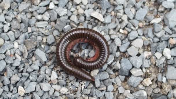 Közel Millipede Család Gerinctelen — Stock videók