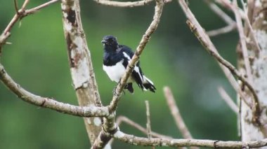 Beyaz çizgili siyah kuş dalda oturuyor.