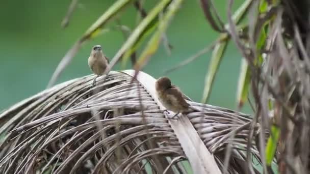 Cute Ptaków Siedzi Gałęzi Rozmytym Tle — Wideo stockowe
