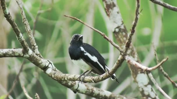Pájaro Negro Con Rayas Blancas Sentado Rama — Vídeo de stock