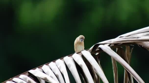 Lindo Pájaro Sentado Rama Sobre Fondo Borroso — Vídeo de stock