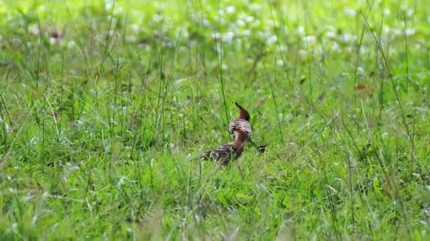 Nahaufnahme Von Vögeln Die Tagsüber Durch Sümpfe Laufen — Stockvideo