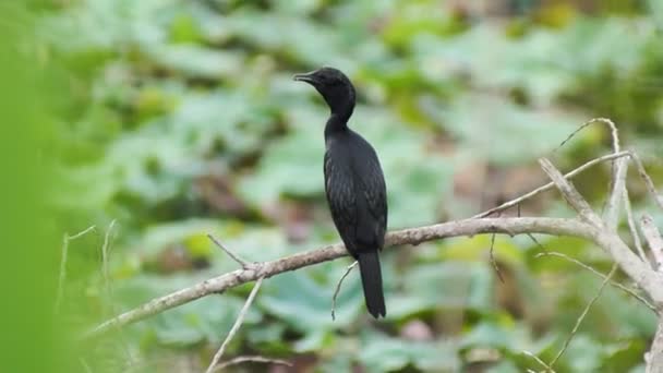 Zwarte Vogel Zittend Tak Wazige Achtergrond — Stockvideo