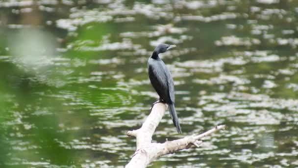 Zwarte Vogel Zittend Tak Wazige Achtergrond — Stockvideo