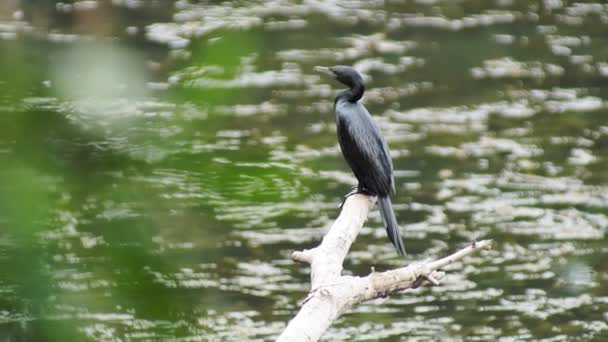 Zwarte Vogel Zittend Tak Wazige Achtergrond — Stockvideo