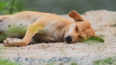 Sevimli köpek yerde yatan