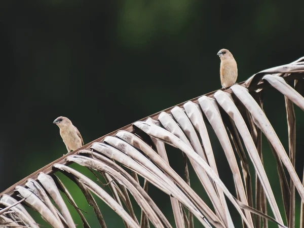 Oiseaux Assis Sur Branche Arbre Jour — Photo