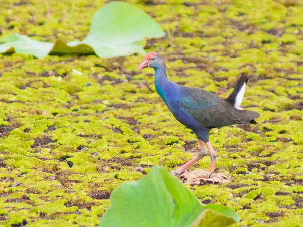 Primer Plano Hermoso Pájaro Parque — Foto de Stock