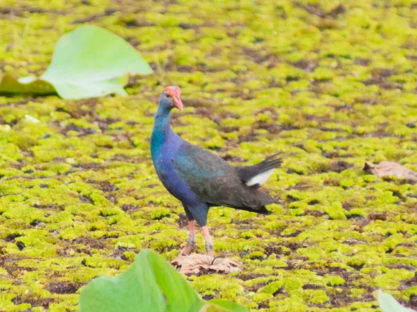 Nahaufnahme Eines Schönen Vogels Park — Stockfoto