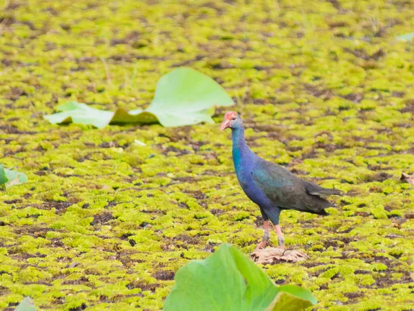 Gros Plan Bel Oiseau Dans Parc — Photo