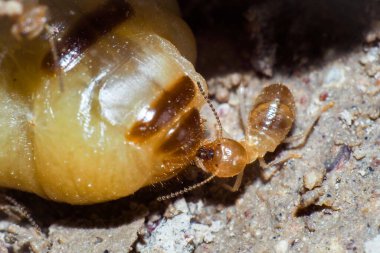 İşçilik yapan termitlerin ve termitlerin kraliçesi. Büyük termit anneleri termit nüfusunu arttırmak için yumurtlamaktan sorumludur..