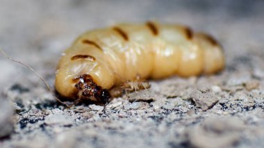 İşçilik yapan termitlerin ve termitlerin kraliçesi. Büyük termit anneleri termit nüfusunu arttırmak için yumurtlamaktan sorumludur..