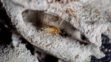Termit yuvalarında doğum yapan termitler.