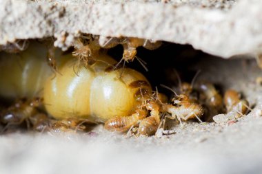İşçilik yapan termitlerin ve termitlerin kraliçesi. Büyük termit anneleri termit nüfusunu arttırmak için yumurtlamaktan sorumludur..