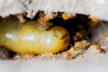 İşçilik yapan termitlerin ve termitlerin kraliçesi. Büyük termit anneleri termit nüfusunu arttırmak için yumurtlamaktan sorumludur..