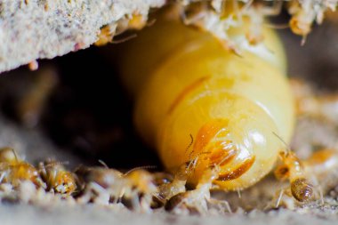 İşçilik yapan termitlerin ve termitlerin kraliçesi. Büyük termit anneleri termit nüfusunu arttırmak için yumurtlamaktan sorumludur..