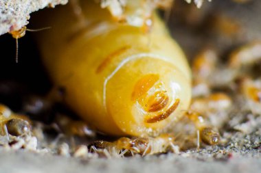 İşçilik yapan termitlerin ve termitlerin kraliçesi. Büyük termit anneleri termit nüfusunu arttırmak için yumurtlamaktan sorumludur..