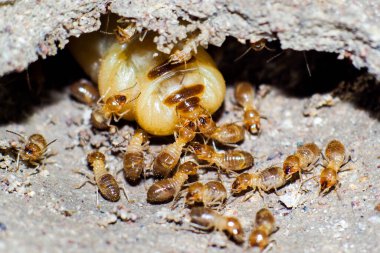 The queen of termites and termites who perform labor duties. Large termite mothers are responsible for laying eggs to increase the termite population. clipart