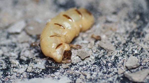 Drottningen Termiter Och Termiter Som Utför Arbete Stora Termitmödrar Ansvariga — Stockfoto