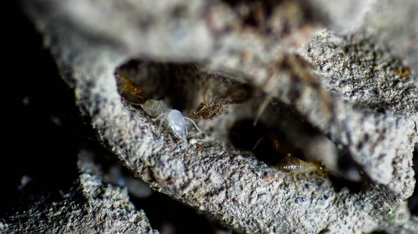 흰개미 둥지에서 노동을 흰개미 — 스톡 사진