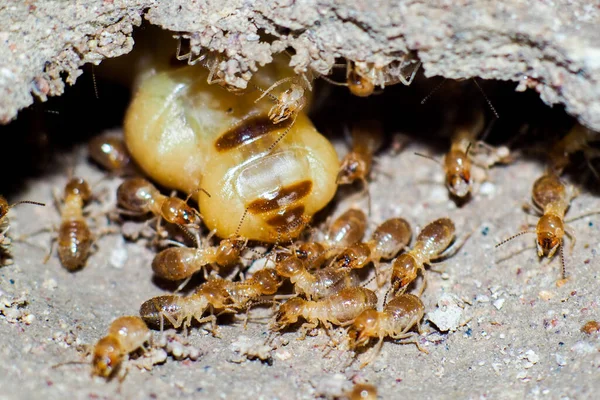 Queen Termites Termites Who Perform Labor Duties Large Termite Mothers — Stock Photo, Image