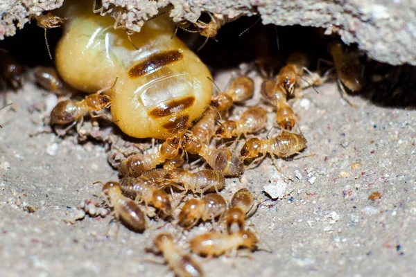 Queen Termites Termites Who Perform Labor Duties Large Termite Mothers — Stock Photo, Image