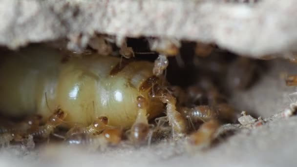 Große Termitenmütter Legen Eier Die Termitenpopulation Erhöhen — Stockvideo