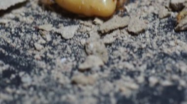 Termit nüfusunu arttırmak için yumurtlayan büyük termit anneleri.