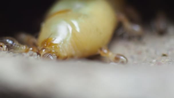 Velké Termití Matky Kladou Vejce Pro Zvýšení Populace Termitů — Stock video