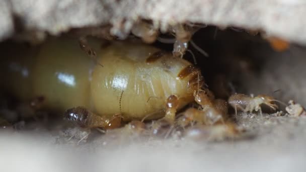 大型白蚁妈妈产卵以增加白蚁数量 — 图库视频影像