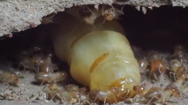 Large Termite Mothers Laying Eggs Increase Termite Population — Stock Video