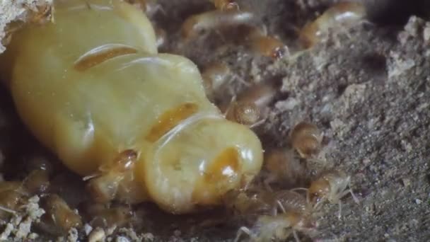 Stora Termitmödrar Lägger Ägg För Att Öka Termitpopulationen — Stockvideo