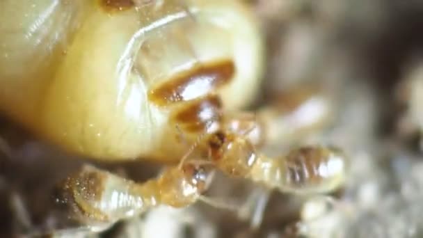 Grandes Mères Termites Pondant Des Œufs Pour Augmenter Population Termites — Video