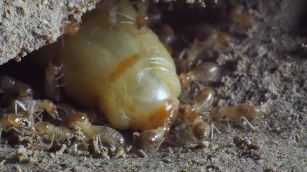 Grandes Mères Termites Pondant Des Œufs Pour Augmenter Population Termites — Video