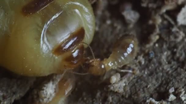 シロアリの母が産卵してシロアリの個体数を増やす — ストック動画